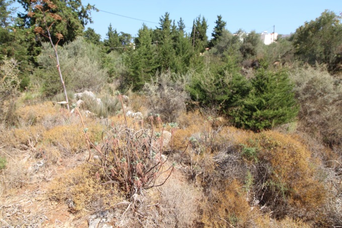 Plot with building license 2600m2 - 10