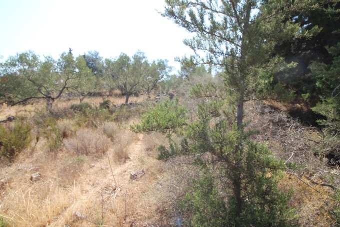 Plot with building license 2600m2 - 9