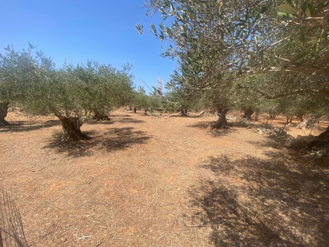 Plot For Sale Inside The village of Drapanos - 1