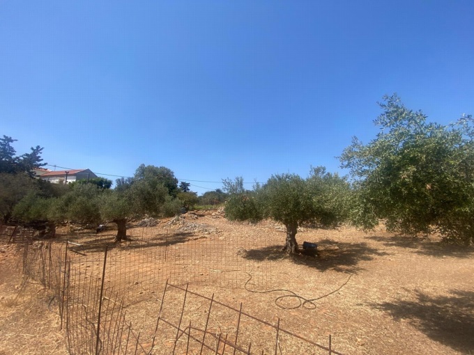 Plot For Sale Inside The village of Drapanos - 4