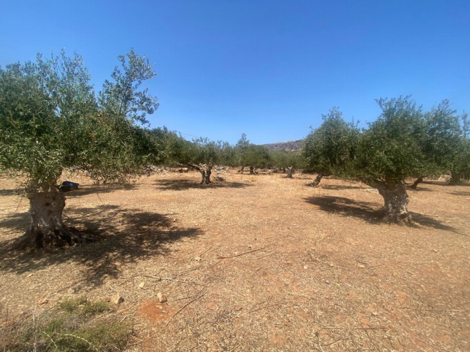 Plot For Sale Inside The village of Drapanos - 6