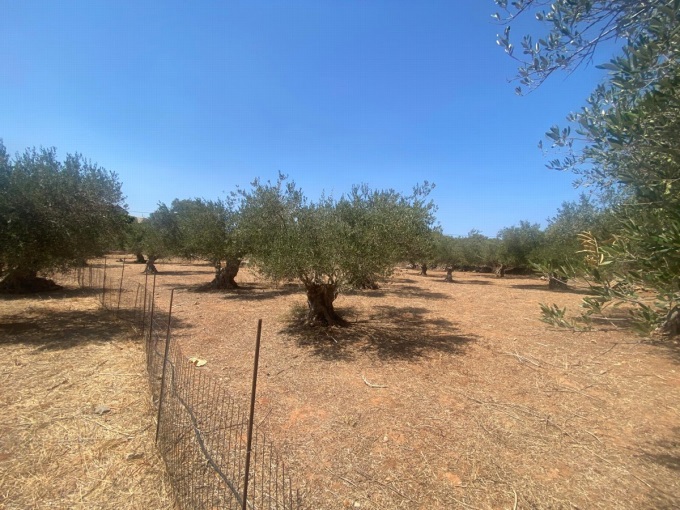 Plot For Sale Inside The village of Drapanos - 2