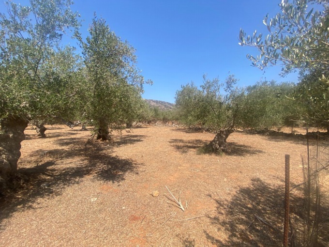 Plot For Sale Inside The village of Drapanos - 3