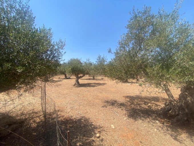 Plot For Sale Inside The village of Drapanos - 0
