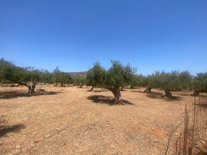 Plot For Sale Inside The village of Drapanos - 5