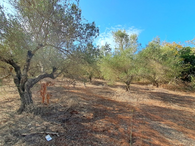 Prime Development Plot in Armenoi with Mountain Views, Orchard, and Beach Proximity - 11