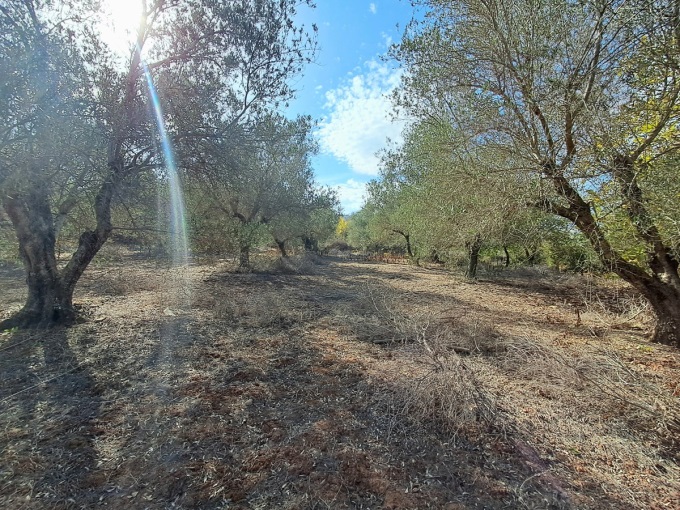 Prime Development Plot in Armenoi with Mountain Views, Orchard, and Beach Proximity - 10