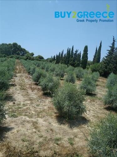 1612055 - Plot of Land For sale, Zacharo, 12.700 sq.m., €460.000
