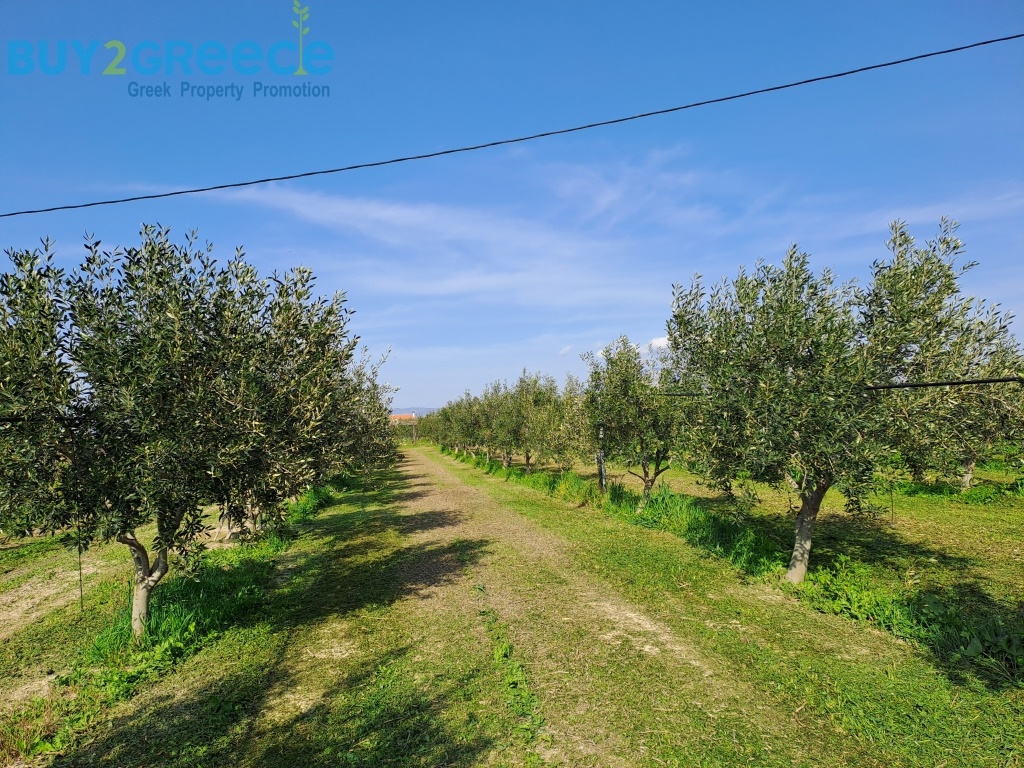 (For Sale) Land Agricultural Land  || Korinthia/Assos-Lechaio - 9.500 Sq.m, 120.000€