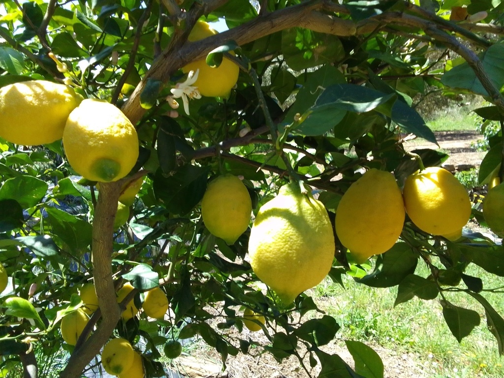 (For Sale) Land Agricultural Land  || Evoia/Marmari - 4.135 Sq.m, 70.000€