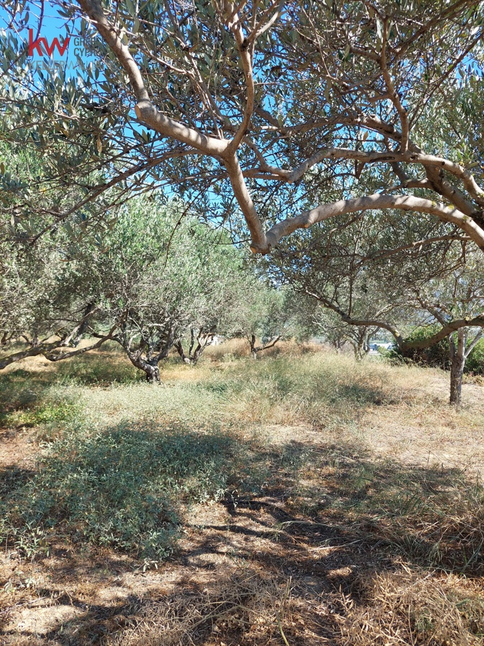 Image 19