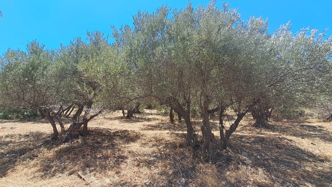 For Sale: Prime Plot in Plaka – Sea Views & Central Location - 11